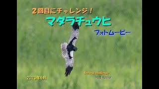 マダラチュウヒ（２回目のチャレンジ）2023年6月