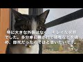 猫を飼う時•家出•脱走をした時必ず見てほしい動画