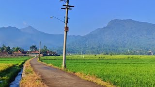 Keindahan Alam Pedesaan Bikin Betah Suasana Sawah Yang Sejuk Dan Asri