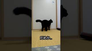 黒猫押し入れに入りたい＃Shorts