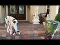 funny great dane teaches puppy comfy neighborhood watch patrol technique