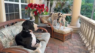 Funny Great Dane Teaches Puppy Comfy Neighborhood Watch Patrol Technique