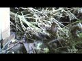 wildcamera filmt rosse woelmuis in close up in zevenbergenbos te ranst