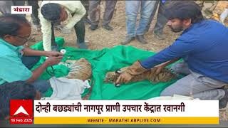 Bhandara Tiger Cubs:नागपुरात वाघिणीपासून दुरावलेले आणखी दोन बछडे आढळले,प्राणी उपचार केंद्रात परवानगी