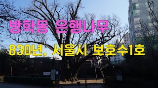 방학동 830년된 은행나무, 서울시 지정보호수1호, 원당샘(放鶴洞,Banghak-dong,830-year-old ginkgo tree) EP147