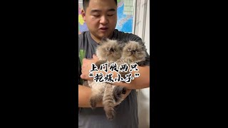 壮实今天带大家收一窝超级冷门的猫咪  大家能猜到这丑萌丑萌的猫咪叫什么名字嘛#壮实说猫 #可爱的小猫咪（壮实说猫）