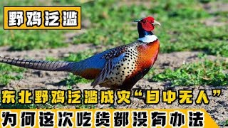 东北野鸡为何泛滥成灾？农民讨厌却无可奈何，就连吃货都无能为力【蓝鲸科普局】