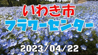 ネモフィラを見に行く～いわき市フラワーセンター