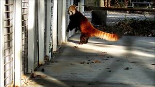 ソラちゃんがお見送り　Lesser panda(レッサーパンダ)