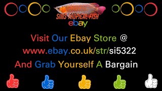 Sims Tropical Fish - This Weeks ebay Auctions