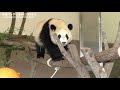 【もう少し見たかった～】ボールと遊ぶ無邪気な姿！【彩浜に逢いたい。2020 02 08】 panda playing with ball