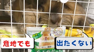 765【今日のむぎっぷ】ここから出てきたくない　隠れるミニうさぎとアメファジ　〜 Today’s Mugi and Hop 〜