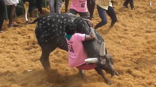 அருமையான காளை அருமையான வீரர் 💥💥 || jallikattu || jallikattu video || jallikattu videos