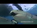 Shark Takes Camera