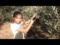 మంచి లాభం వచ్చే పంట ఇది olive orchards in usa telugu vlogs from usa shwaaravlogs