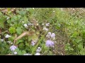 wild billygoat weed flowers take over the field