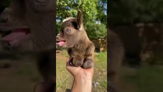Cutest Goat - Cute And Funny Goat's Shorts Video #48 || Trixie Animal. #shorts