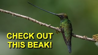 Hummingbird with the Longest Beak: Sword-billed Hummingbird