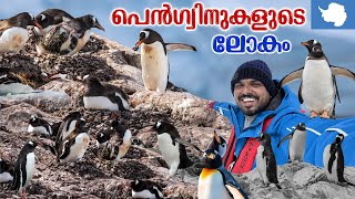 Antarctica 🇦🇶 #10 - അന്റാർട്ടിക്കയിൽ ആദ്യമായി ചന്ദ്രനെ കണ്ടു | Penguins | Cuverville Island