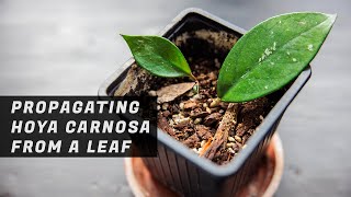 Propagating a Hoya Carnosa from a Leaf