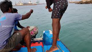 தும்பு தூண்டிலில் பாறை மீன் பிடித்தோம் We caught rock fish in the snout bait