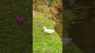 Cute Crested duck and mallard アヒルとマガモ #shorts