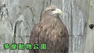 【多摩動物公園】野鳥（猛禽類）