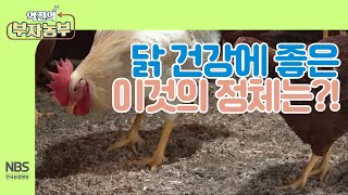 [역전의부자농부 224회]  닭건강에 좋은 이것의 정체는?