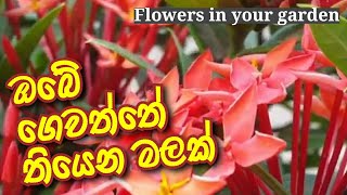 ඔබේ ගෙවත්තේ තියෙන මලක් / Flowers in your garden