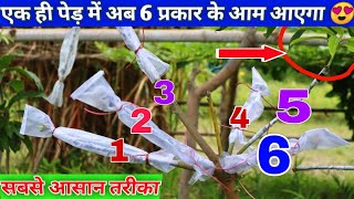 अब एक पेड़ से 6 अलग-अलग प्रकार के आम आएगा।|| Grafting 6 Different Varieties Of Mango In Single Tree.