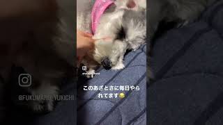 【ミニチュアシュナウザー】我が家のあざとい犬🐕🤍　#shorts #ミニチュアシュナウザー #あざとい