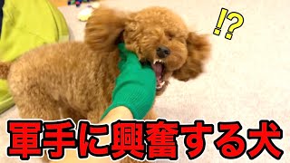 軍手にとんでもなく興奮する犬。