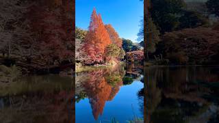 新宿御苑 #travel #shorts #japan #tokyo #garden #sightseeing #autumncolors