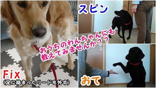 【介助犬フェスタ2020】トレーニング紹介