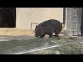 2023.4.2【想い出動画】おやつを貰ったコウくんとのんびりフクちゃん 五月山動物園 ウォンバット コウくん フクちゃん