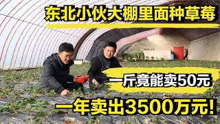 东北小伙大棚里面种草莓，一斤竟能卖50元，一年卖出3500万元！