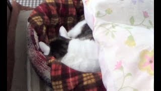 【のらはとうとうまた飼い主の隣で寝てくれるようになりました】The cat sleeps next to the owner again