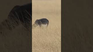 Blackbucks of Velavadar National Park | Gujarat 2023