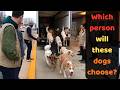 We Let Rescue Dogs Choose Their Families… And Something Magical Happened