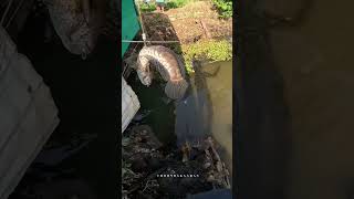 വരാലിനെ പിടിക്കാൻ കാത്തുനിൽക്കണം.snakehead fishing. Slingshot fishing.