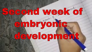 Second week of embryonic development in Urdu/Hindi | part 1 | Day 8 events.
