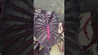 Colocasia Polaris - โคโลคาเซียโพลาลิส