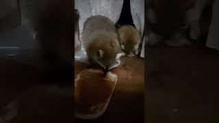 アライグマでした　しかも二匹