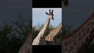 Watch Two Massive Giraffes Duke It Out In The African Savanna!