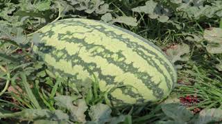 বাহারি সব তরমুজ -TORMUZ - Watermelon