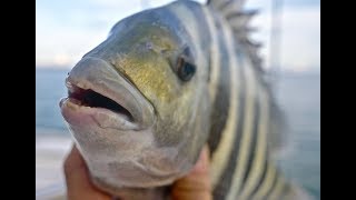 Fiddler Crabs VS Sand Fleas for EPIC SHEEPSHEAD FISHING