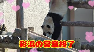 【彩浜】昼前から夕方までお昼寝して帰宅😊【パンダ】 #2022 panda