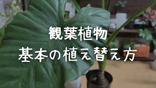 観葉植物の植え替え方【初心者必見】