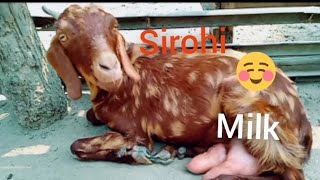 OUR SIROHI GIVES 1 ltr MILK PER DAY🥰😃