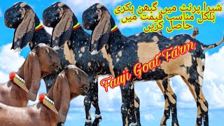 ایک بار بھرا شیرا پرنٹ گبھن بکری مناسب قیمت میں حاصل Fauji Goat Farm